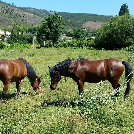 Bauernhof Casa De Baixo - Nature Hotel Alvoco das Várzeas