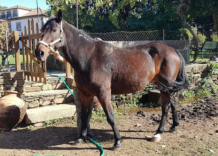 Alojamento de Turismo Rural Casa De Baixo - Nature *